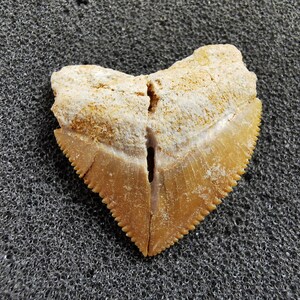 Peut inclure: Une dent de requin fossilis&eacute;e en forme de c&oelig;ur. La dent est de couleur brun clair avec un bord dentel&eacute; brun plus fonc&eacute;. La partie sup&eacute;rieure est de couleur beige clair. La dent repose sur une surface textur&eacute;e gris fonc&eacute;.