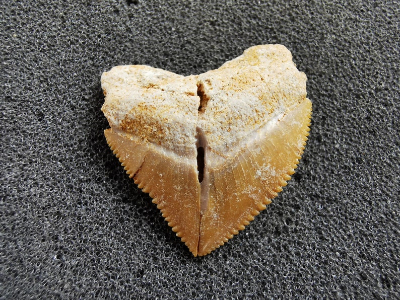 Peut inclure: Une dent de requin fossilis&eacute;e en forme de c&oelig;ur. La dent est de couleur brun clair avec un bord dentel&eacute; brun plus fonc&eacute;. La partie sup&eacute;rieure est de couleur beige clair. La dent repose sur une surface textur&eacute;e gris fonc&eacute;.