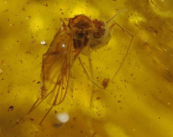 Massives baltisches Bernstein Fossil (73,4 gramm, 9 cm lang) - 4 Insekteneinschlüsse - Exaktes Stück