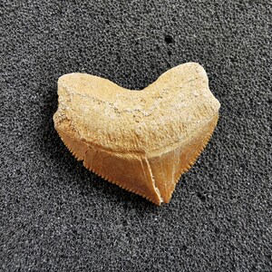 Peut inclure: Une dent de requin fossilis&eacute;e de couleur brun clair, de forme triangulaire et aux bords dentel&eacute;s. L'aspect us&eacute; de la dent sugg&egrave;re son anciennet&eacute;. Elle repose sur une surface textur&eacute;e gris fonc&eacute;, cr&eacute;ant un contraste.