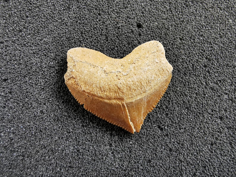 Peut inclure: Une dent de requin fossilis&eacute;e de couleur brun clair, de forme triangulaire et aux bords dentel&eacute;s. L'aspect us&eacute; de la dent sugg&egrave;re son anciennet&eacute;. Elle repose sur une surface textur&eacute;e gris fonc&eacute;, cr&eacute;ant un contraste.