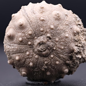 May include: A fossilized sea urchin with a rough, textured surface and a circular shape. The fossil is a light brown color and has a dark brown center.
