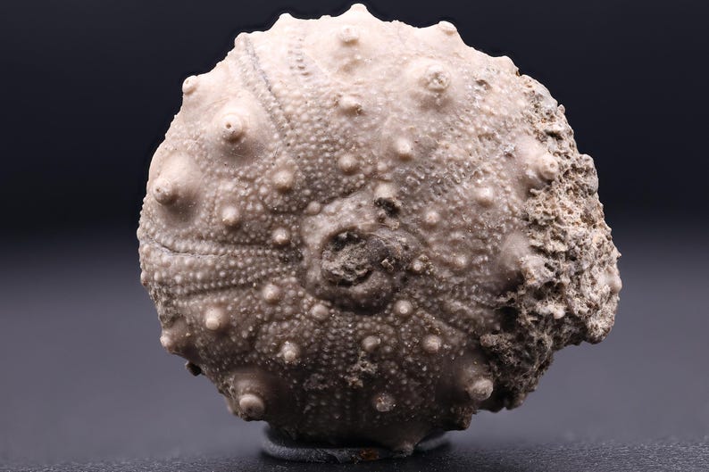 May include: A fossilized sea urchin with a rough, textured surface and a circular shape. The fossil is a light brown color and has a dark brown center.