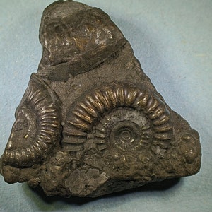 May include: A fossilised rock featuring several ammonite fossils. The fossils are spiral-shaped and bronze-coloured, set against a dark grey rock. The rock rests on a light blue surface.