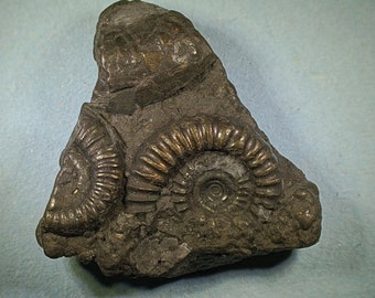 Pyritised ammonite fossil - Jurassic coast - Exact piece (43)