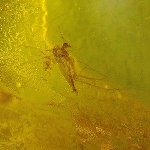 May include: A fossilized insect preserved in amber, a translucent yellow-gold gemstone. The insect's wings and legs are visible, and its body is a darker brown color.