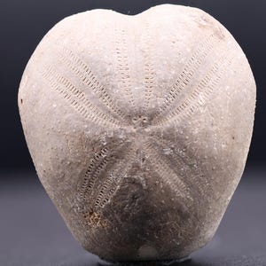 May include: A fossilized sea urchin with a light brown color and a radial pattern of ridges. The fossil is in good condition and has a smooth, slightly textured surface.