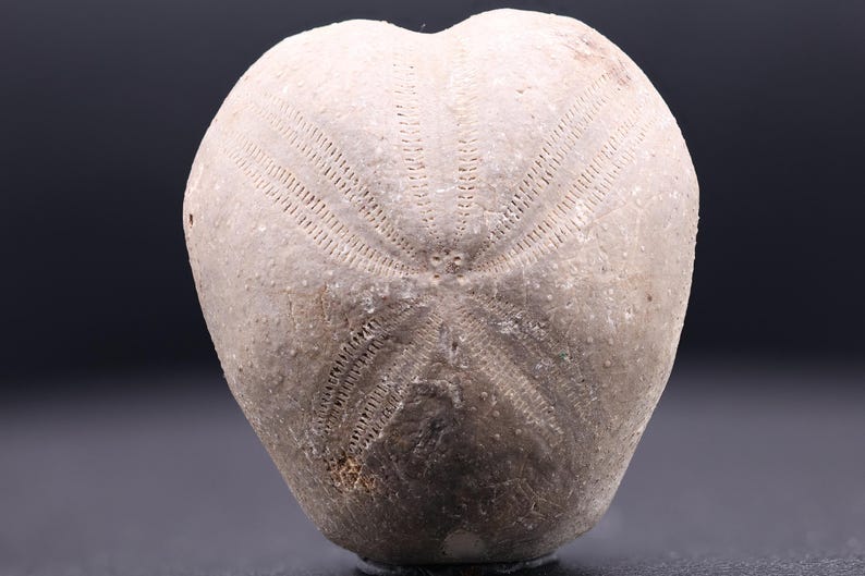 May include: A fossilized sea urchin with a light brown color and a radial pattern of ridges. The fossil is in good condition and has a smooth, slightly textured surface.