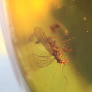 Puede incluir: Un insecto preservado en ámbar. El insecto, con alas visibles y detalles delicados, está suspendido dentro de la resina translúcida de color amarillo dorado. La superficie del ámbar refleja la luz, creando un brillo cálido.