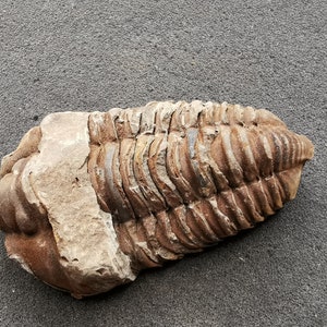 Puede incluir: Un trilobite fosilizado, un artrópodo marino prehistórico, con un esquema de color marrón y gris. El fósil se conserva en una matriz rocosa.