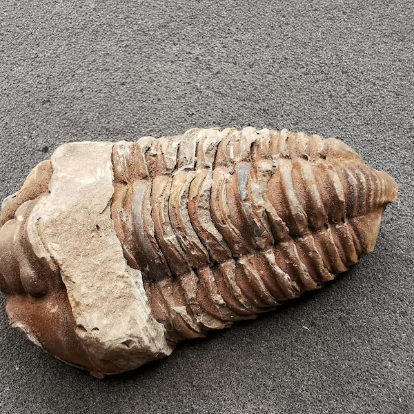 Trilobite fossil - Flexicalymene, Ordovician - Exact piece (6)