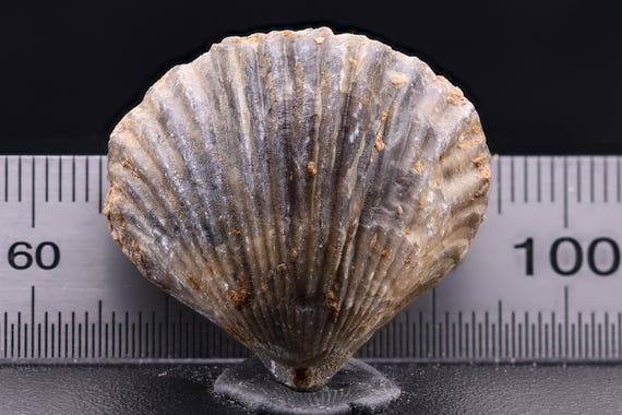 腕足動物化石：ジュラ紀標本、3個セット（10～60 mm） - Etsy 日本