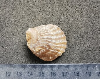 瑪瑙化石二枚貝 - 5 個入り - かわいい小さな貝殻 - Etsy 日本