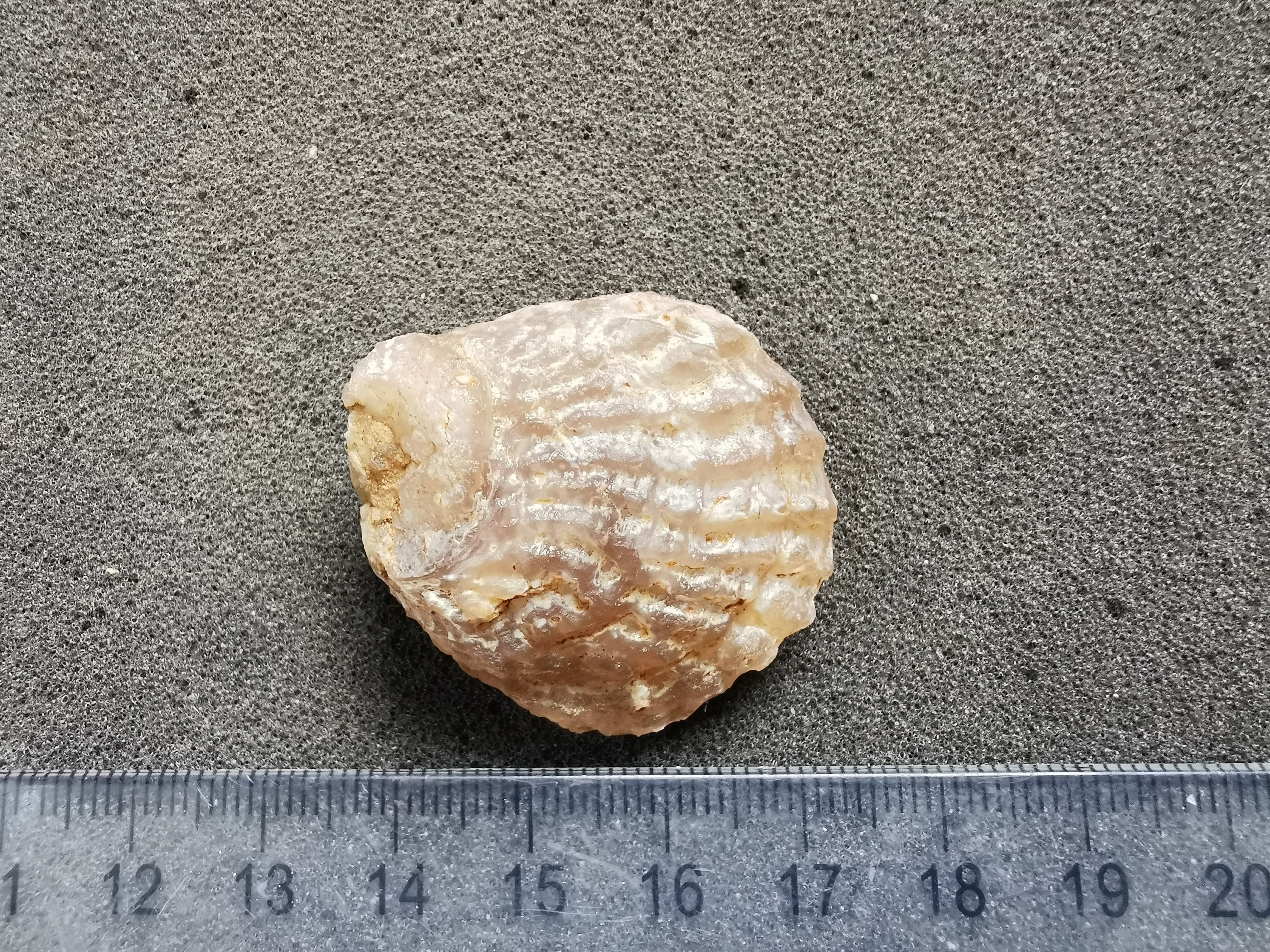 北アメリカ西部の二枚貝 専門書「Bivalve Seashells」 Bivalve Seashells of Tropical West America | Santa Barbara