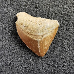 Peut inclure: Une dent de requin fossilis&eacute;e de forme triangulaire avec des bords dentel&eacute;s. La dent est de couleur beige et beige clair, avec une surface rugueuse et textur&eacute;e. Elle repose sur une surface grise fonc&eacute;e textur&eacute;e.