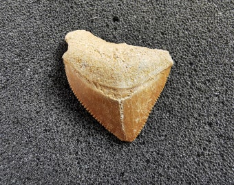 il_340x270.4280607403_ninj.jpg
