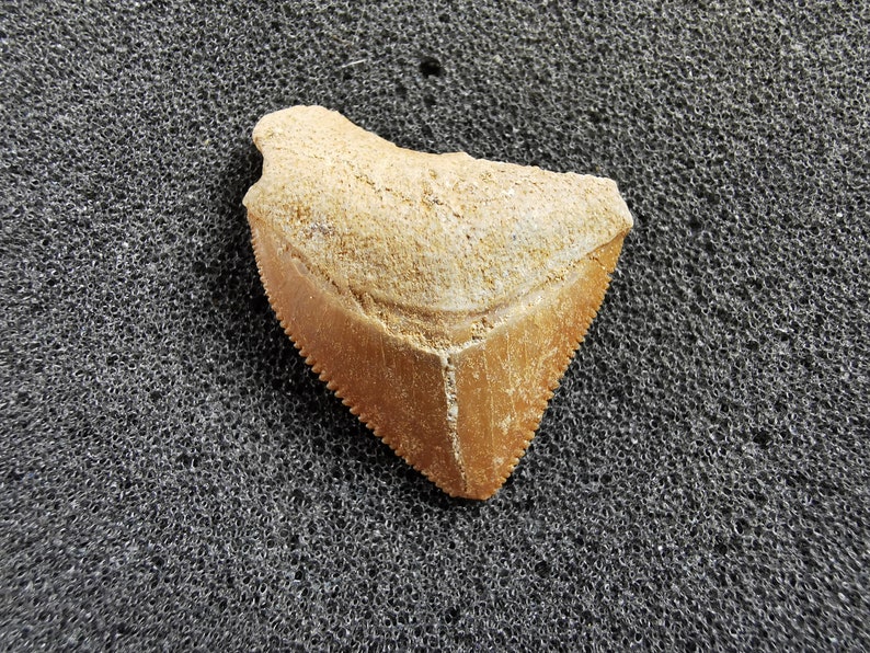Peut inclure: Une dent de requin fossilis&eacute;e de forme triangulaire avec des bords dentel&eacute;s. La dent est de couleur beige et beige clair, avec une surface rugueuse et textur&eacute;e. Elle repose sur une surface grise fonc&eacute;e textur&eacute;e.