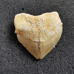 Peut inclure: Une dent de requin fossilis&eacute;e de couleur cr&egrave;me et beige. La dent a une forme triangulaire avec un bord dentel&eacute; et une racine textur&eacute;e. Le fossile provient probablement d'un requin pr&eacute;historique.