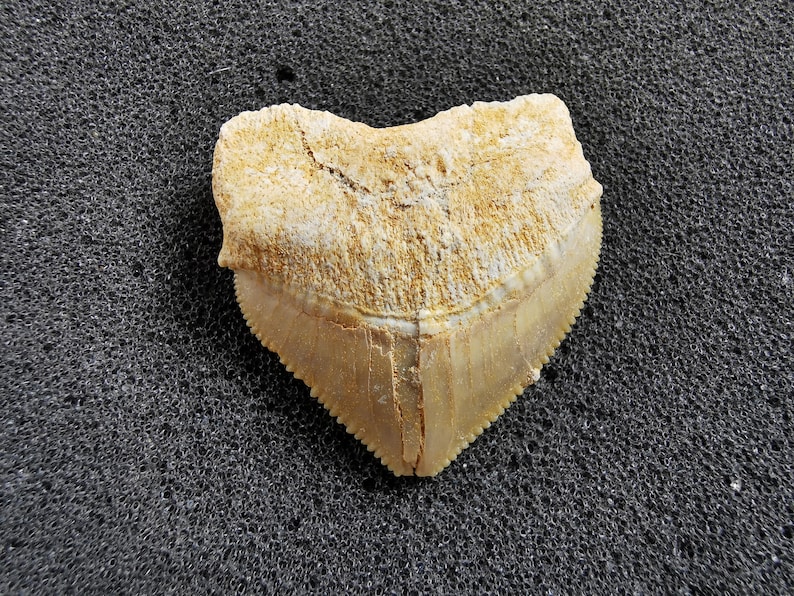 Peut inclure: Une dent de requin fossilis&eacute;e de couleur cr&egrave;me et beige. La dent a une forme triangulaire avec un bord dentel&eacute; et une racine textur&eacute;e. Le fossile provient probablement d'un requin pr&eacute;historique.