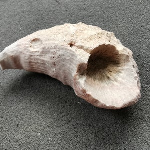 Horn coral fossil - Individual pieces