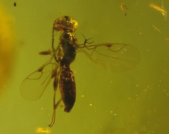 Kachin/Burmite Bernstein Fossil (23) - 1 Einschluss - Genaues Stück