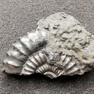 Pyritised ammonite fossil cluster - Jurassic coast - Exact piece (15)