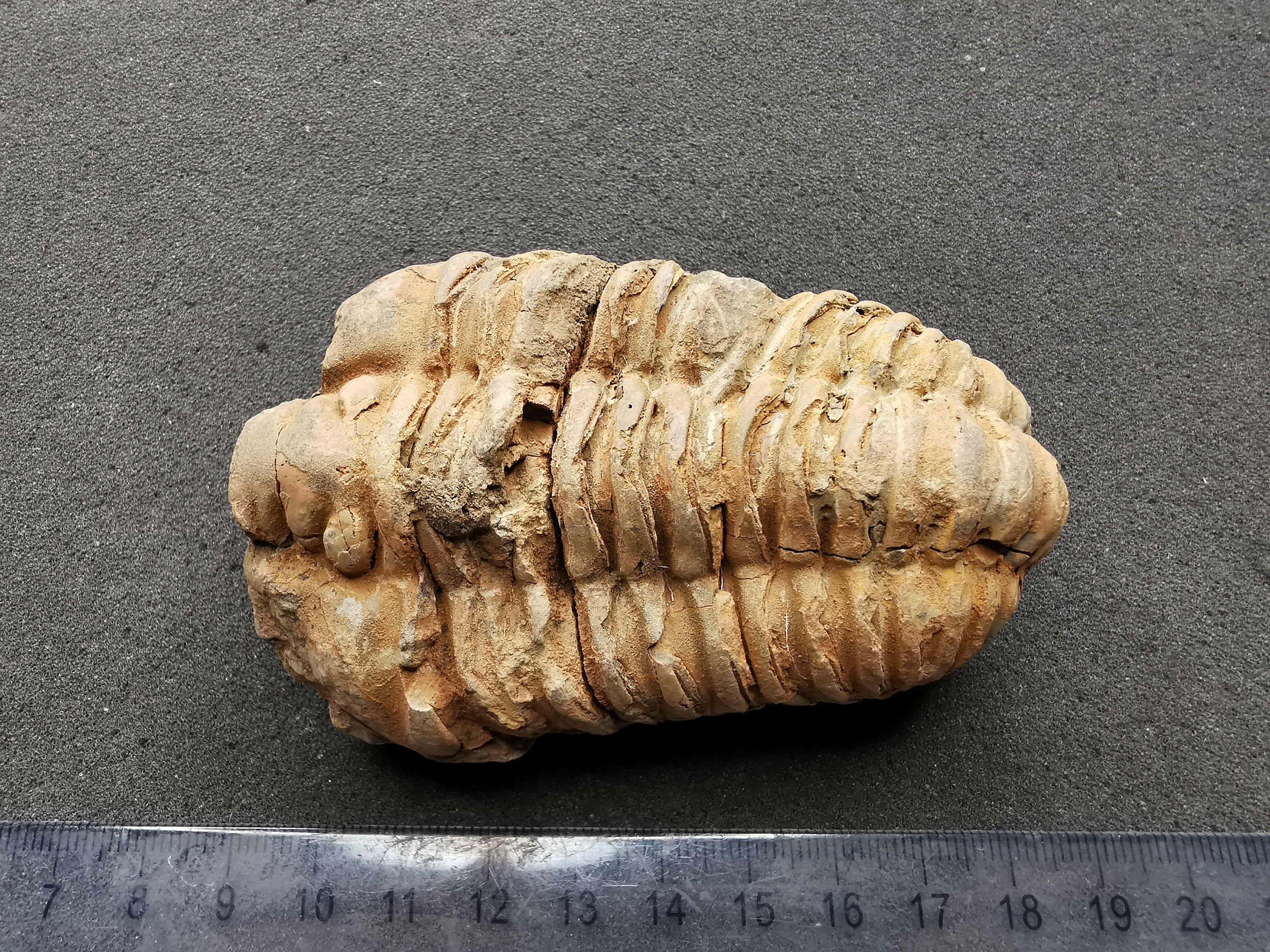 三葉虫の化石 - フレキシカリメン、オルドビス紀 - 正確な破片 (1