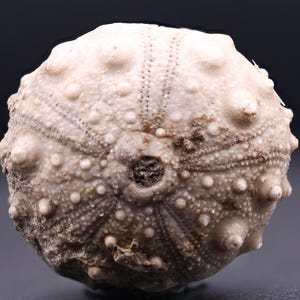 May include: A fossilized sea urchin with a white and gray color scheme. The urchin has a round shape and a textured surface.