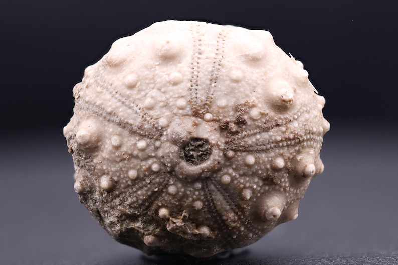 May include: A fossilized sea urchin with a white and gray color scheme. The urchin has a round shape and a textured surface.
