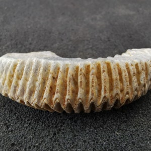 Rastellum Oyster Fossils - Individual pieces - Unusual fossil - 20-60 mm - Great gift for collectors