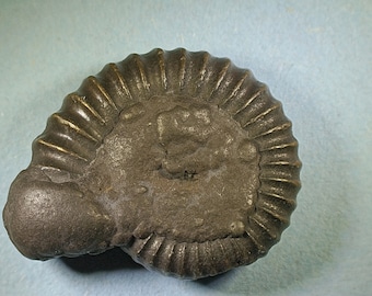 Pyritised ammonite fossil - Jurassic coast - Exact piece (80)