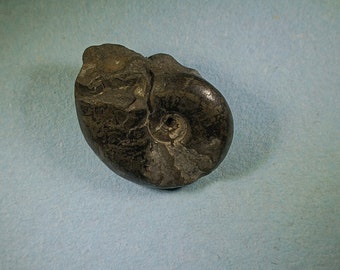 Pyritised ammonite fossil - Jurassic coast - Exact piece (112)