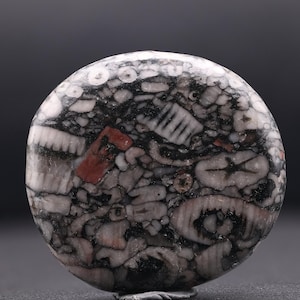 Polished jasper with crinoid fossils - Bag of 2 - Great gift for collectors
