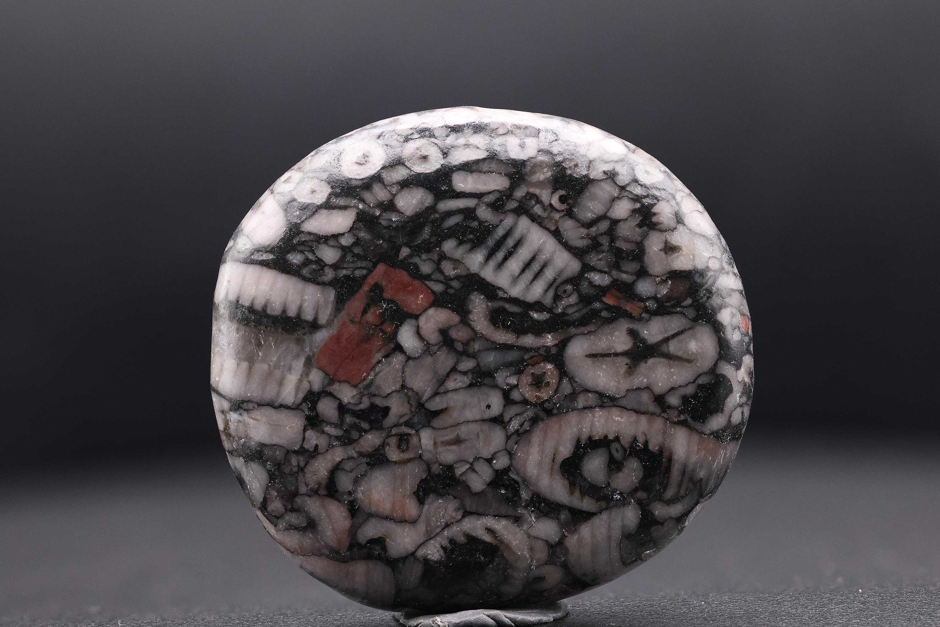 Polished jasper with crinoid fossils - 2 pieces