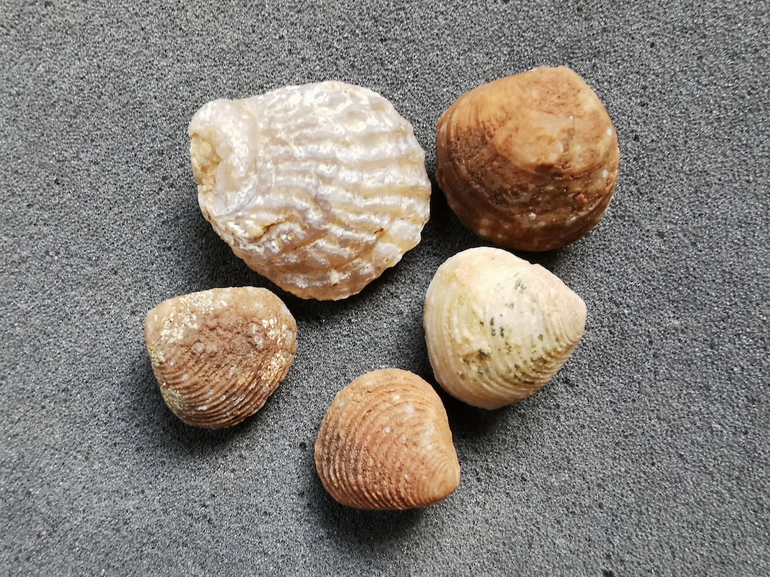 北アメリカ西部の二枚貝 専門書「Bivalve Seashells」 北アメリカ西部の二枚貝 専門書「Bivalve Seashells」 北