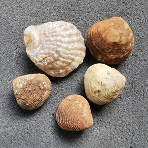 Agatized bivalve fossils - Bag of 5 - Cute little shells