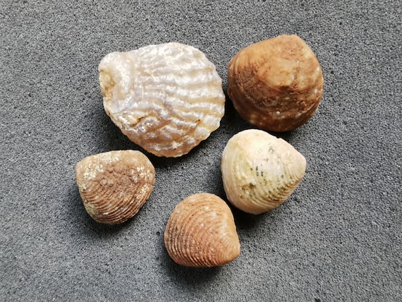 Agatized Bivalve Fossils - Moroccan Shells, Set of 5 - Etsy