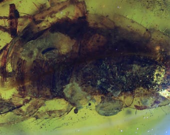 Kachin/Burmite amber fossil (168) - Cockroach - Exact piece