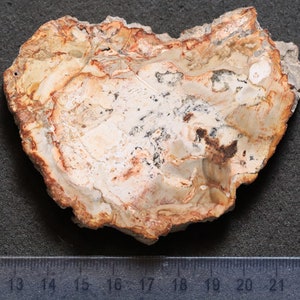 May include: A close-up of a fossilized piece of petrified wood. The wood is a light brown color with red and white streaks. The fossil is about 6 inches in diameter.