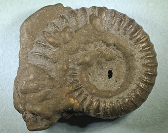Pyritised ammonite fossil - Jurassic coast - Exact piece (48)