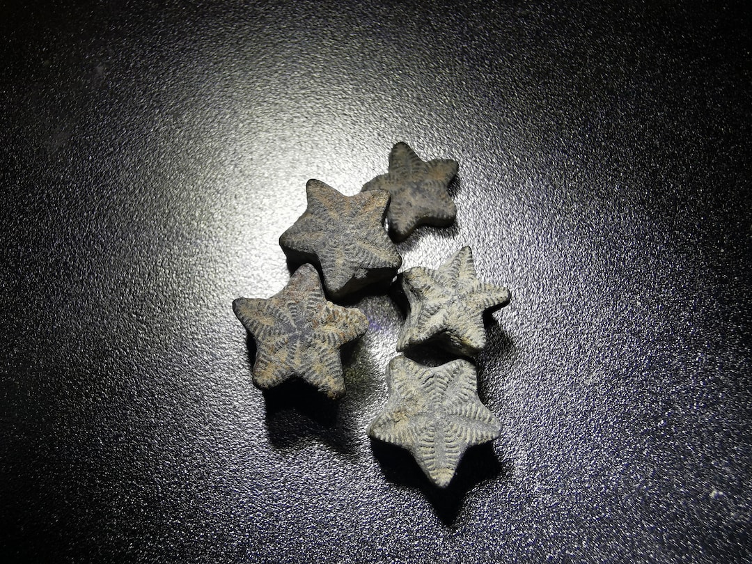 Fossil star earrings deals