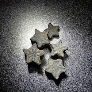 Fossile d'étoile crinoïde - 30 pièces - pièces de monnaie de fée - Cadeau idéal pour les collectionneurs