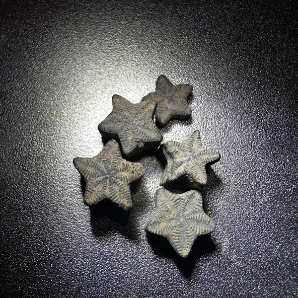 Crinoid Star fossil - 30 pieces - fairy coins - Great gift for collectors