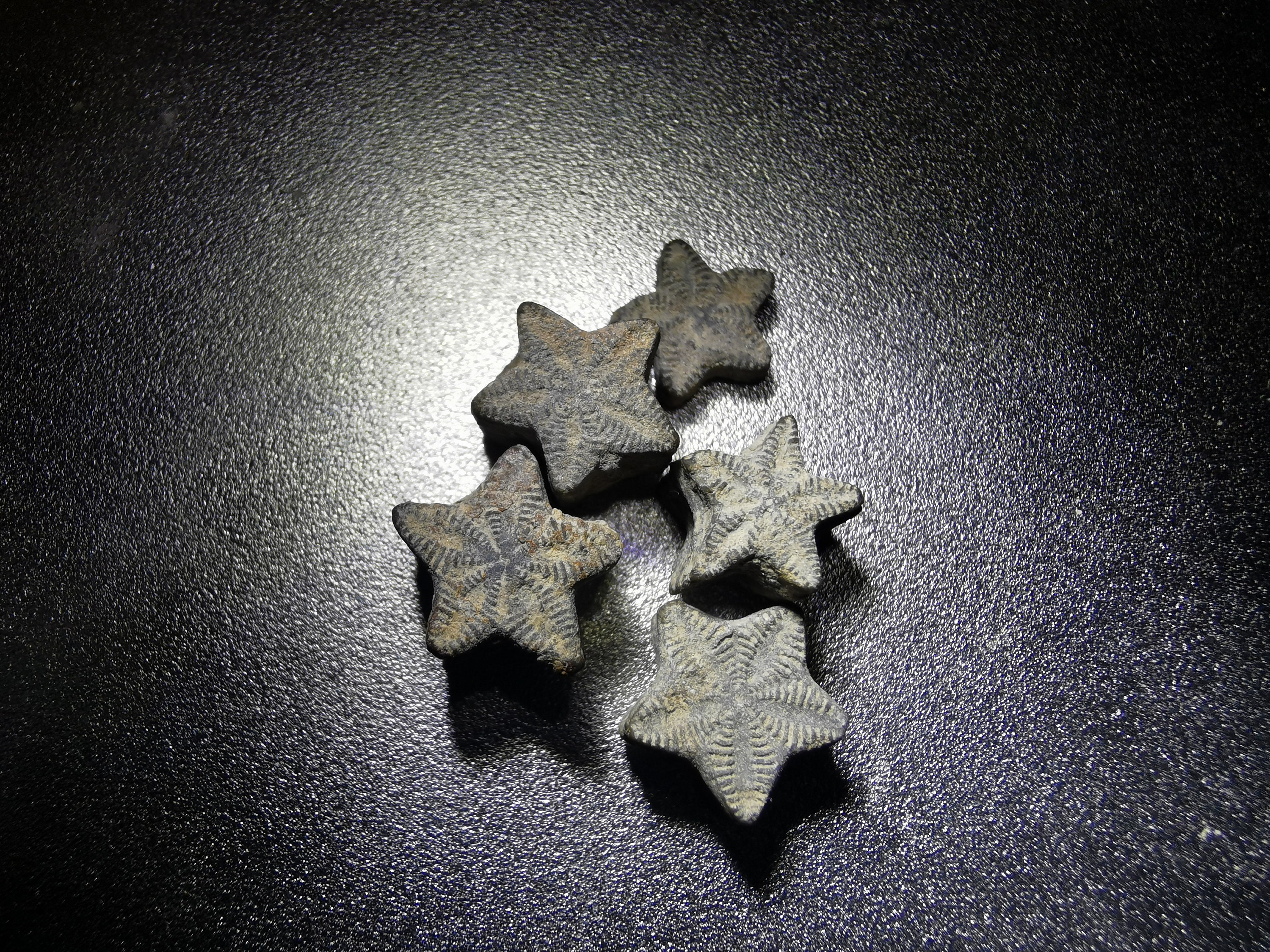 ウミユリの星の化石 - 30 個 - 妖精のコイン - コレクターへの ウミユリの星の化石 - 30 個 - 妖精のコイン - コレクターへの