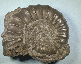 Pyritised ammonite fossil - Jurassic coast - Exact piece (106)
