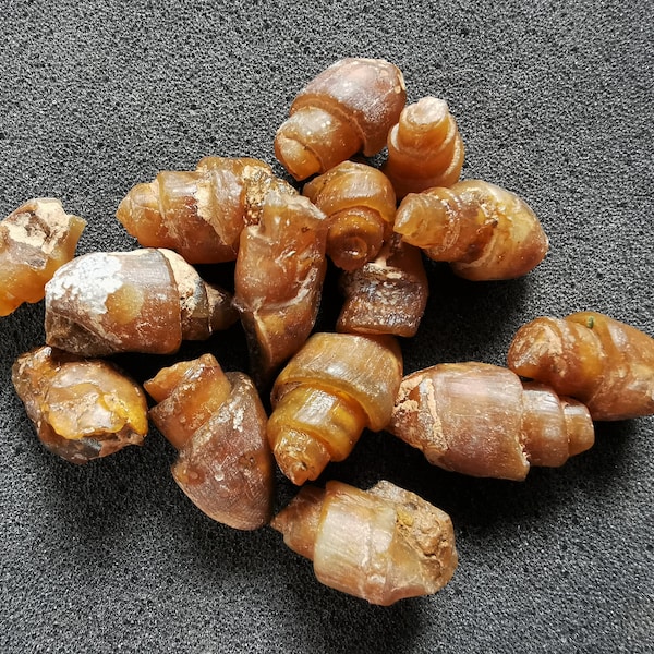 Scrap snail fossil agatized - Bag of 20 or more - Great gift for collectors