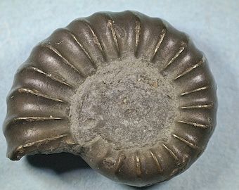 Pyritised ammonite fossil - Jurassic coast - Exact piece (108)