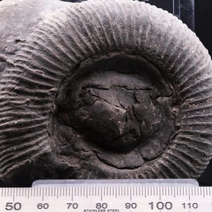Rebuts fossiles d'ammonite et de bélemnite - 20 pièces