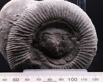 Ammonite and belemnite fossil scraps - 20 Pieces
