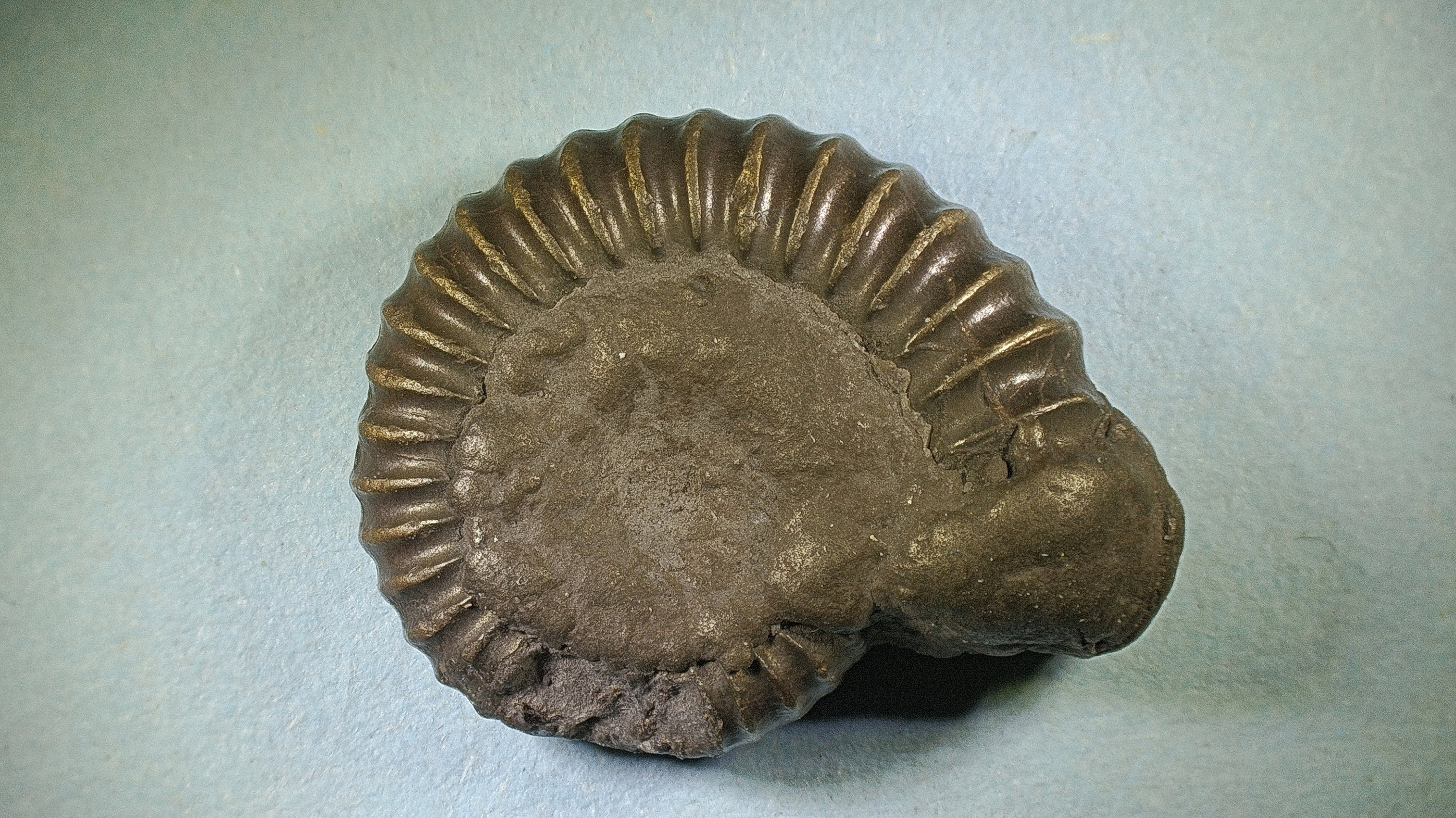 ラージサイズ、1億9千万年前のドイツの地層から採集され